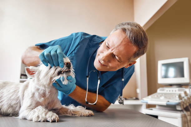Best Emergency Root Canal Therapy in Sebastopol, CA